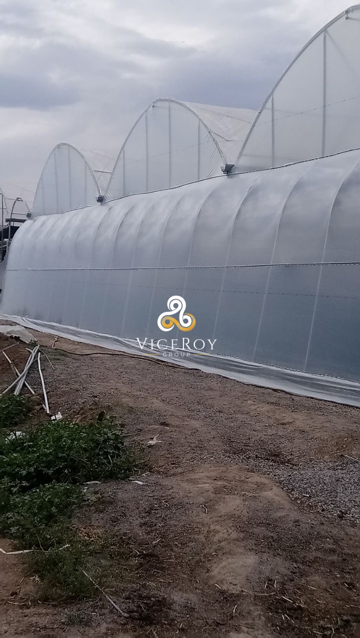 Exterior view of the multi-span plastic film greenhouse structure