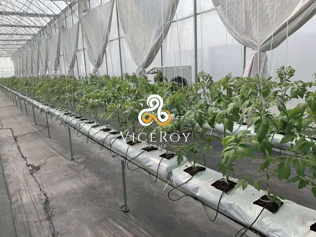 Rows of tomato plants growing in a soilless system inside the greenhouse